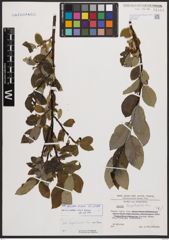 Salix bicolor Ehrh. ex Willd.